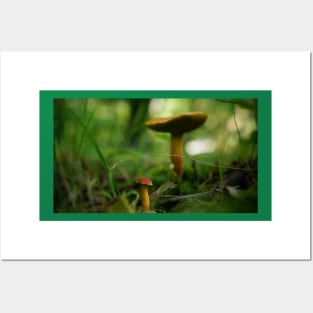 Mushrooms Posters and Art